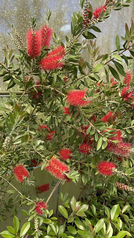 Limpa Garrafas_ Callistemon citrinus “Endeavour”