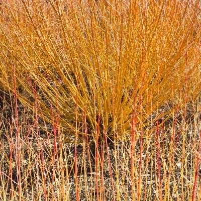 Wierzba płomykowa 'Yellow Flame' (Salix) Doniczka 2.0L