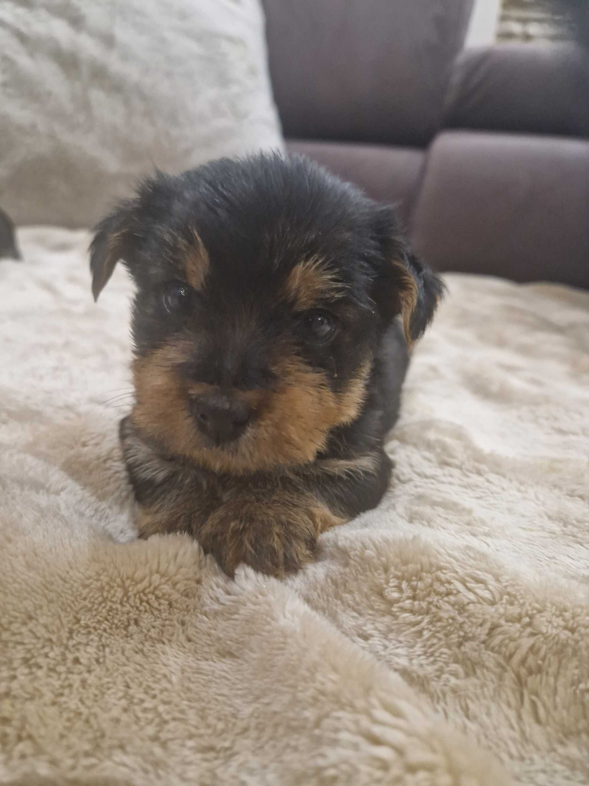 Yorkshire Terrier z Rodowodem