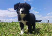 Rasowy pies border collie z Hodowli, komplet dok.
