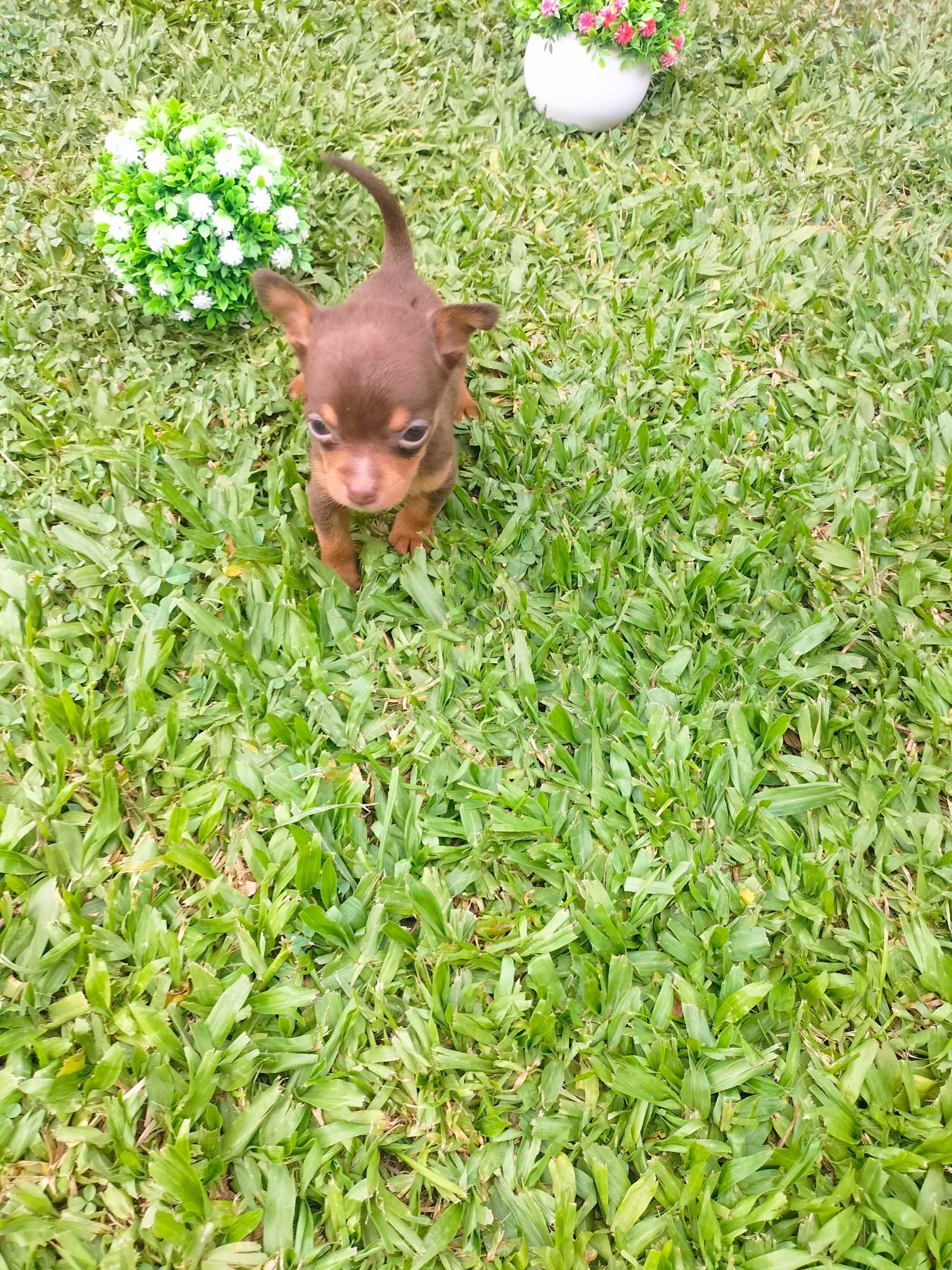 Pinscher chocolate t zero