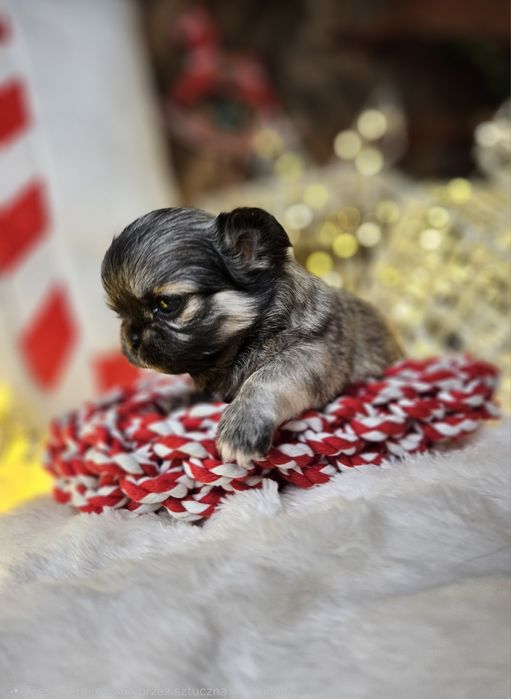 Chihuahua śliczna suczka