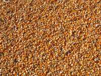 Продам зерно кукурудзи, пшениці та ячменю.