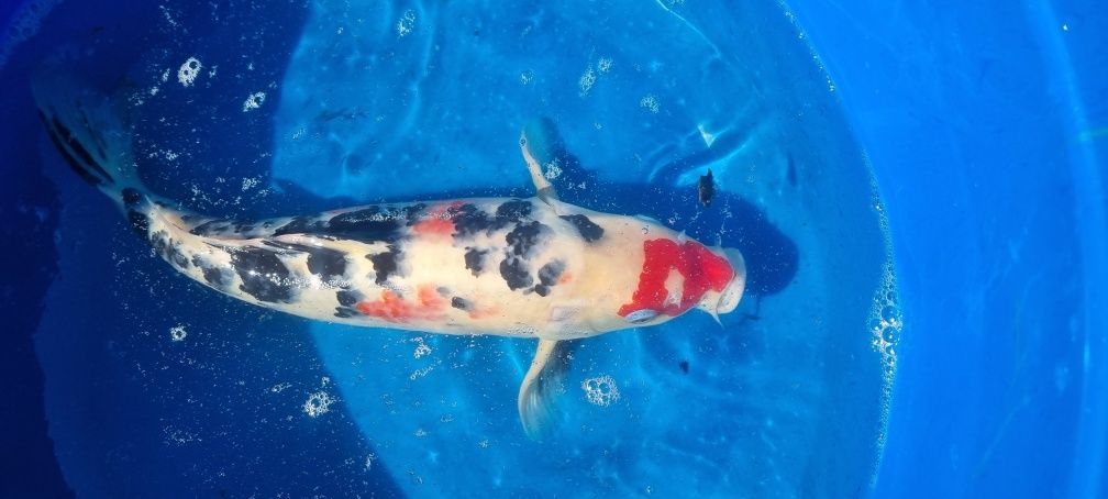 Carpa Koi, Showa