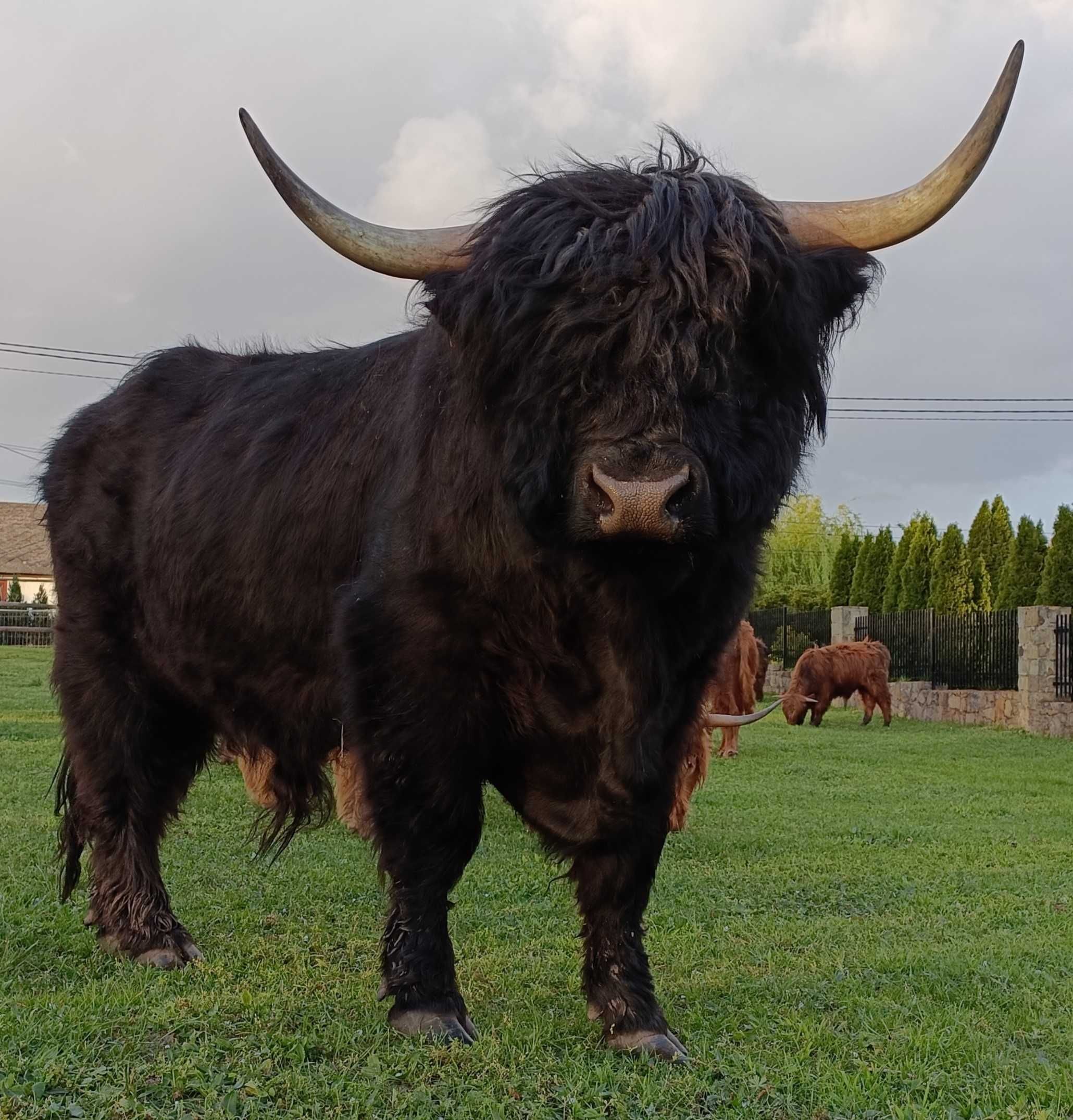 Byczki 6 szt. z 2023 roku Highland „Szkockie bydło górskie” (HI)