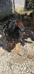 Galo Wayandotte Silver Laced