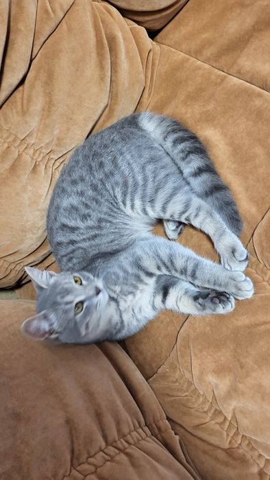 Молоденька кішечка Асма