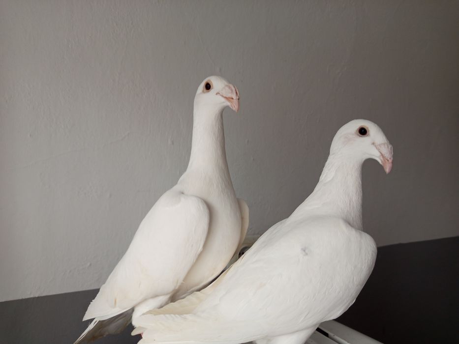 Rzeszowskie wystawowe