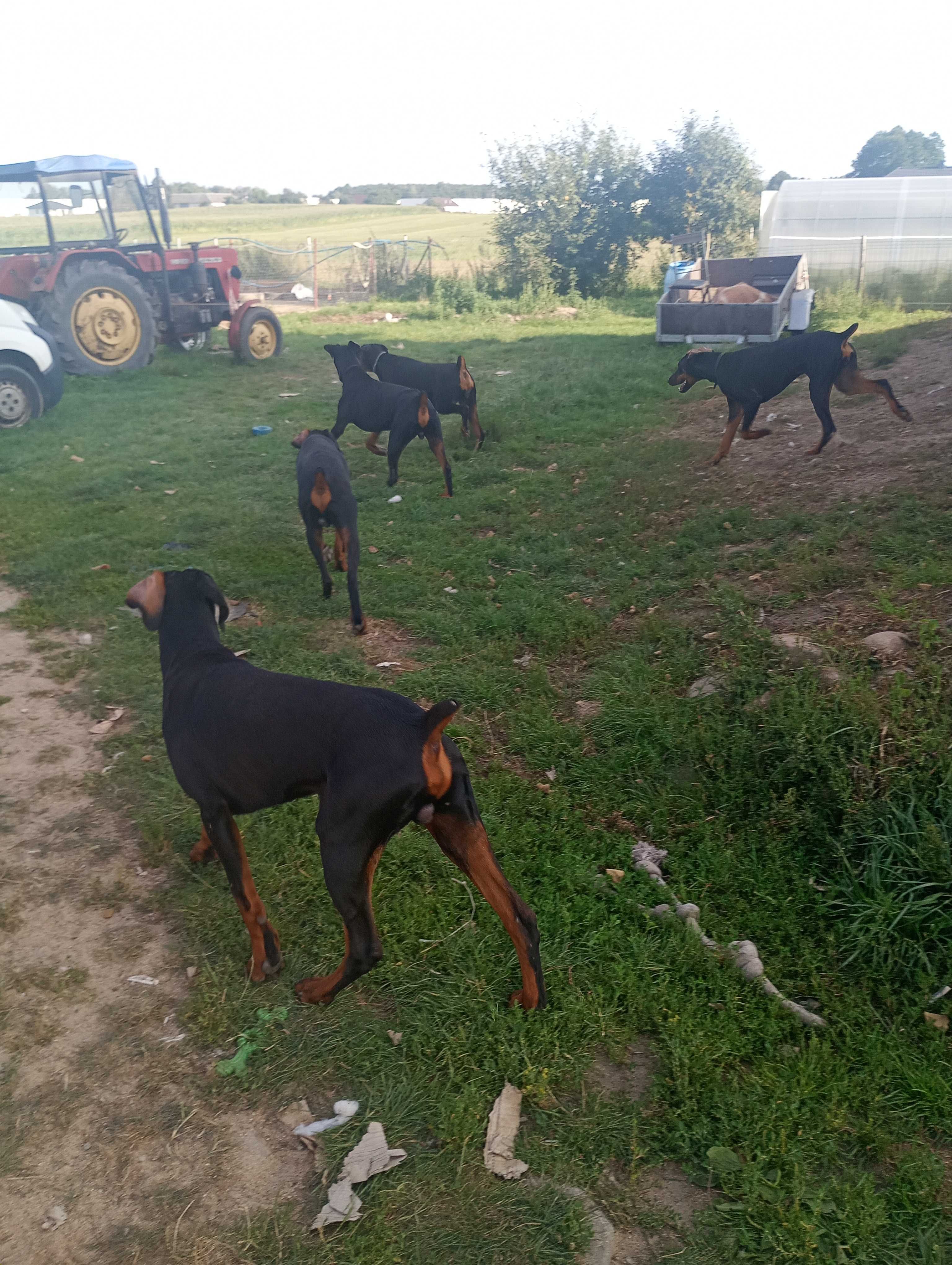Dobermany do oddania