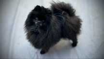 Szpic miniaturowy pomeranian FCI