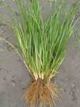 Vetiver (estacas)