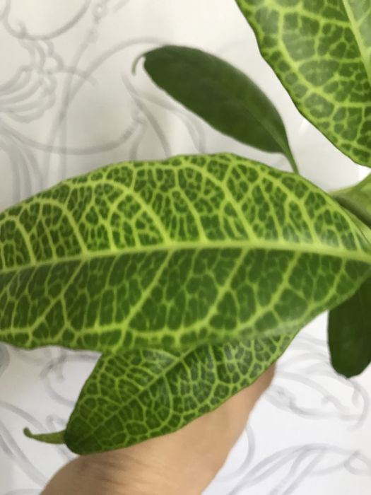 псевдоэрантемум сетчатый