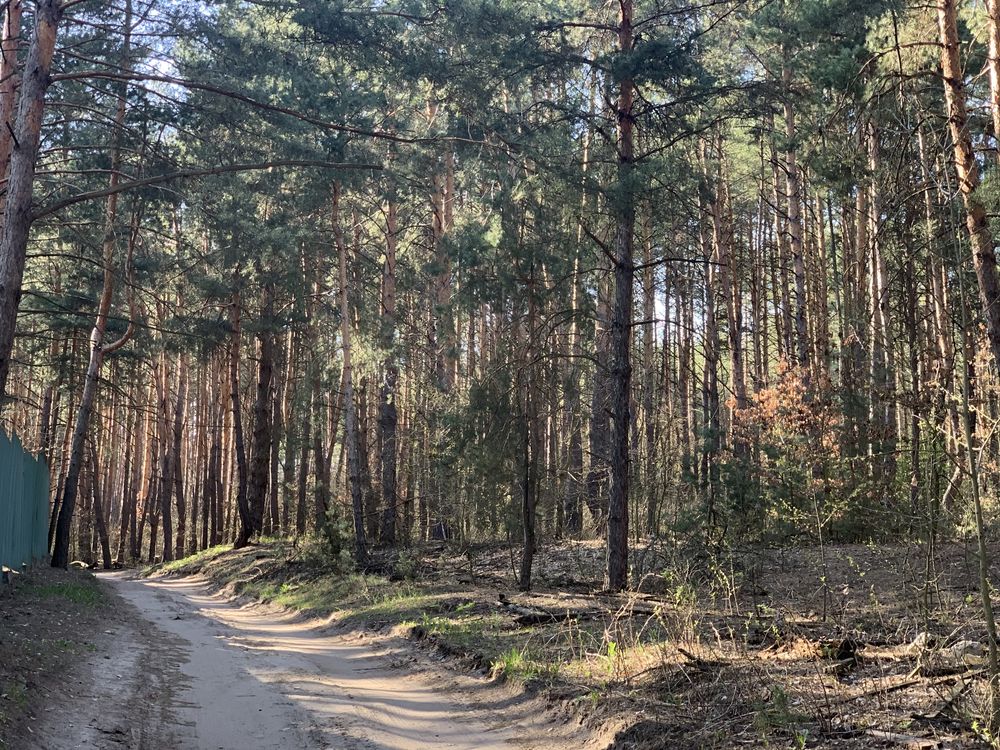 Шикарное предложение в лесу Хлепча