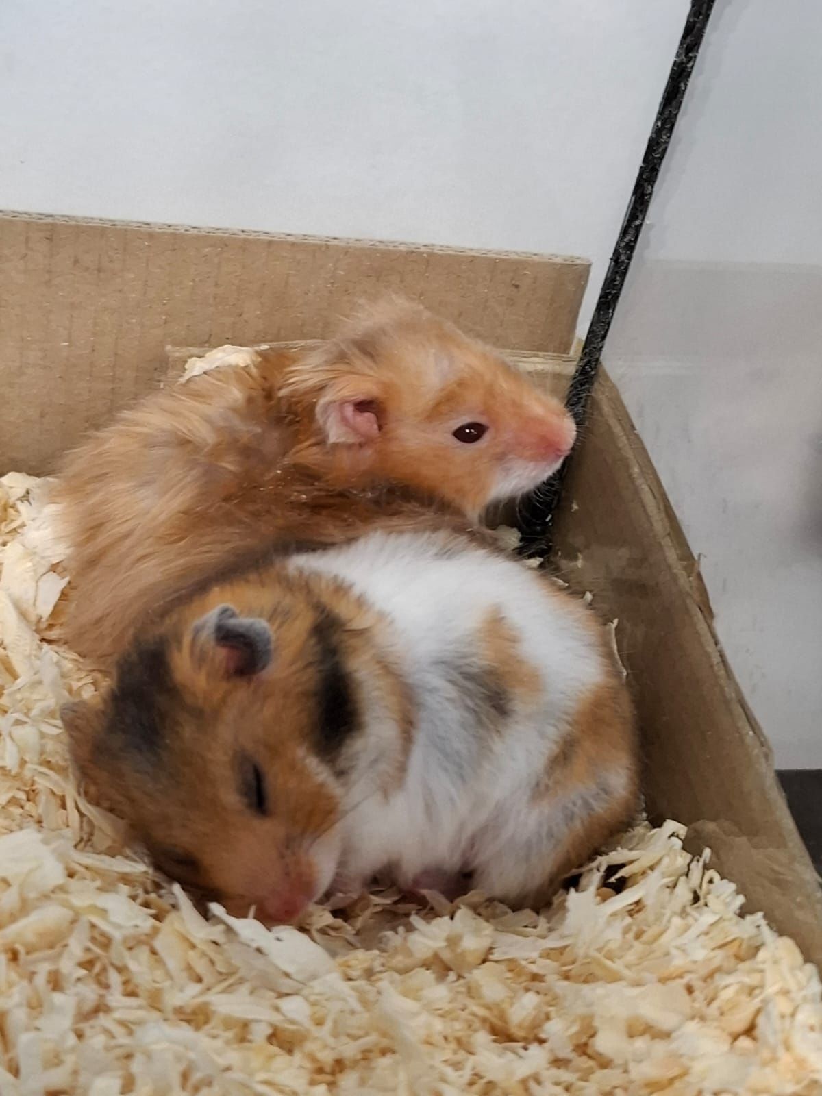 Chomiki syryjskie