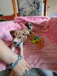 Śliczne Jack Russell terrier
