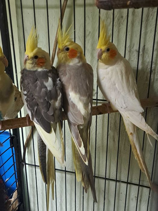 Papugi nimfy samce i samice