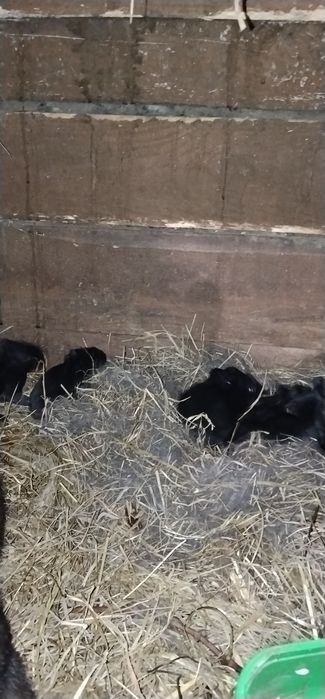 Klatki + 24króliki+ 3 mioty