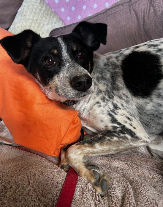 Piesek do adopcji Kropek