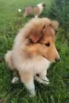 Owczarek szkocki collie lessie samiec szczeniak