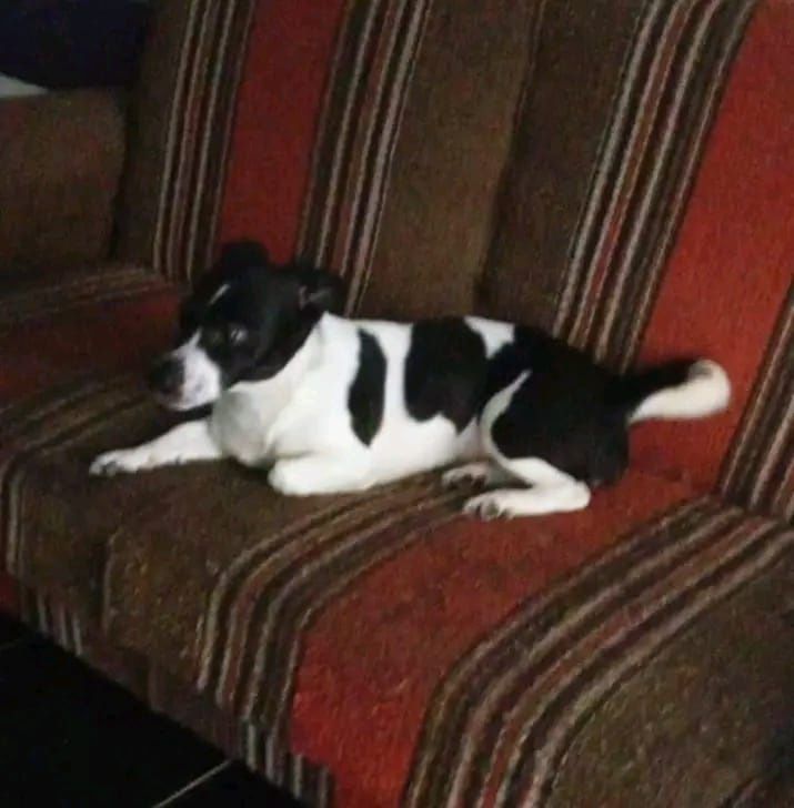 Para adopcao responsavel