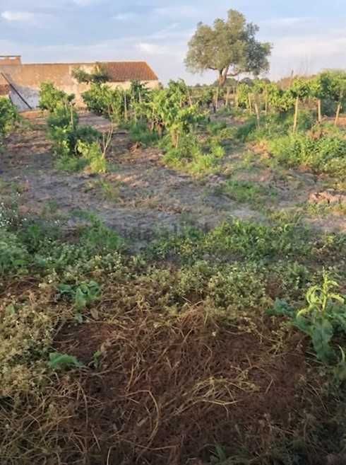 Terreno com vinha e casa de apoio