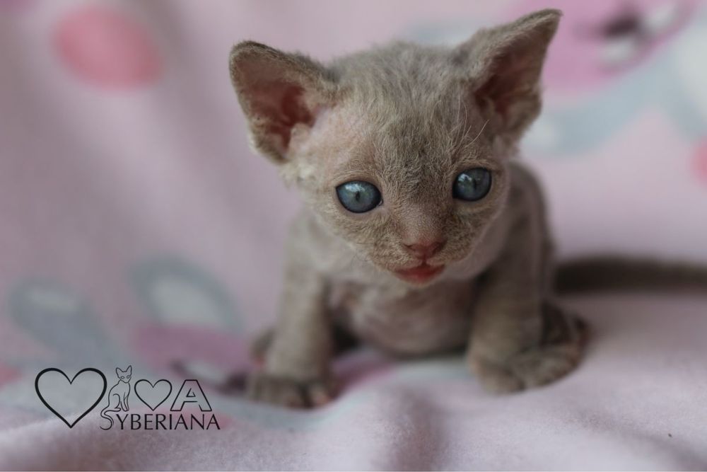 Devon rex Liliowy kocurek