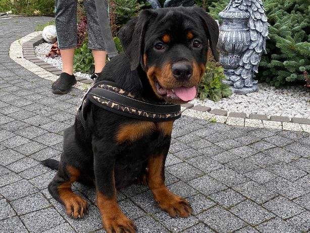 Rottweiler rodowodowe szczenięta po wystawowych rodzicach FCI Suczki