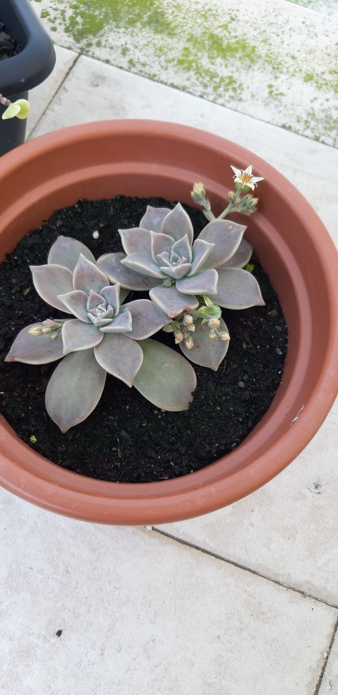 suculenta sedum weinbergii