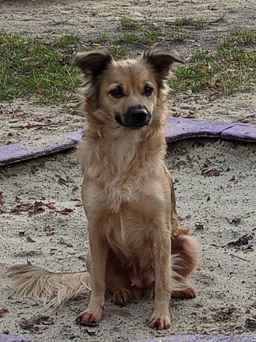 Отдам девочку собаку