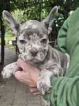 Buldog francuski blue merle