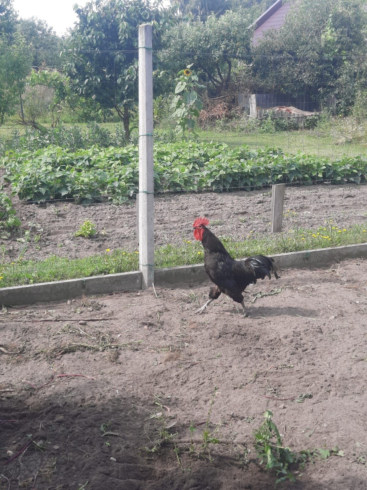 Kogut karmazyn, kogut austrolop
