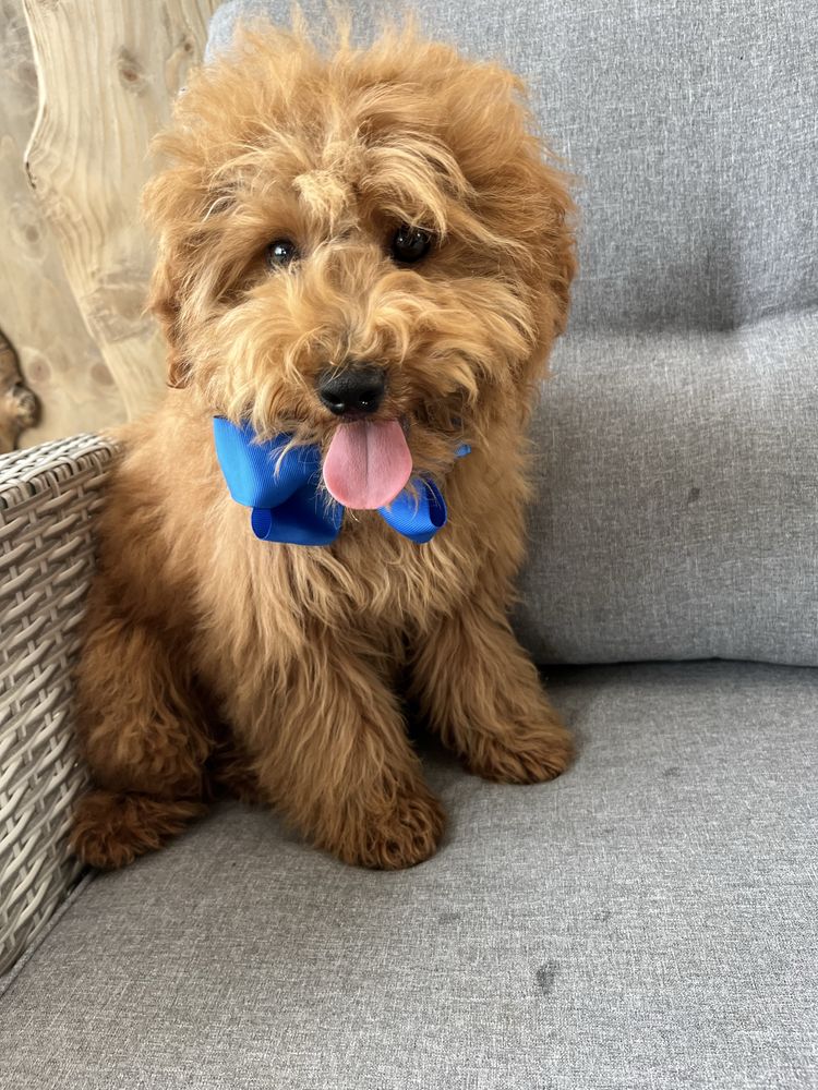Cudowny cavapoo do odbioru