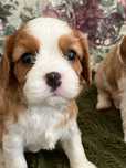 Cavalier King Charles Spaniel FCI ZKwP rodowód, szczeniak piesek
