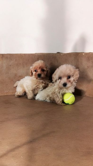 Maltipoo suczka z rodowodem