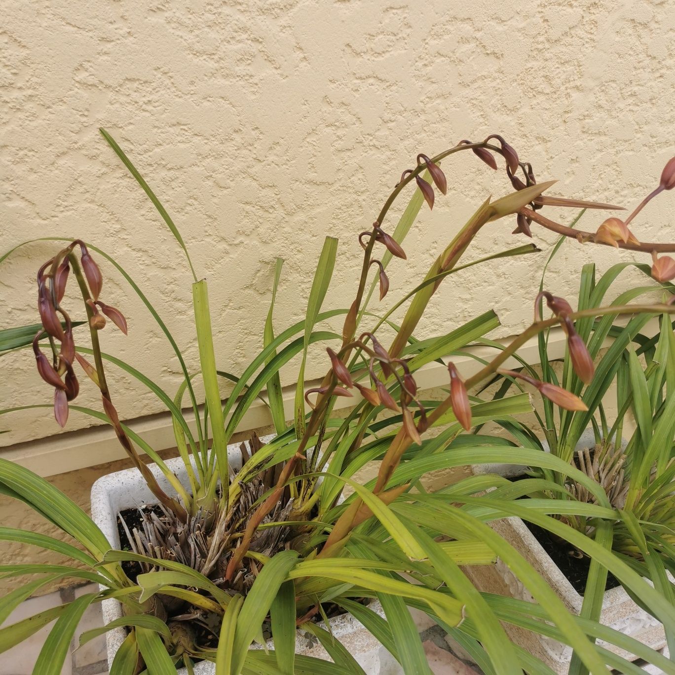 Orquídeas com vaso