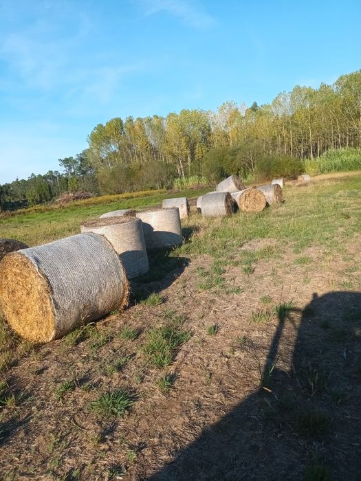 Vende-se fardos de palha