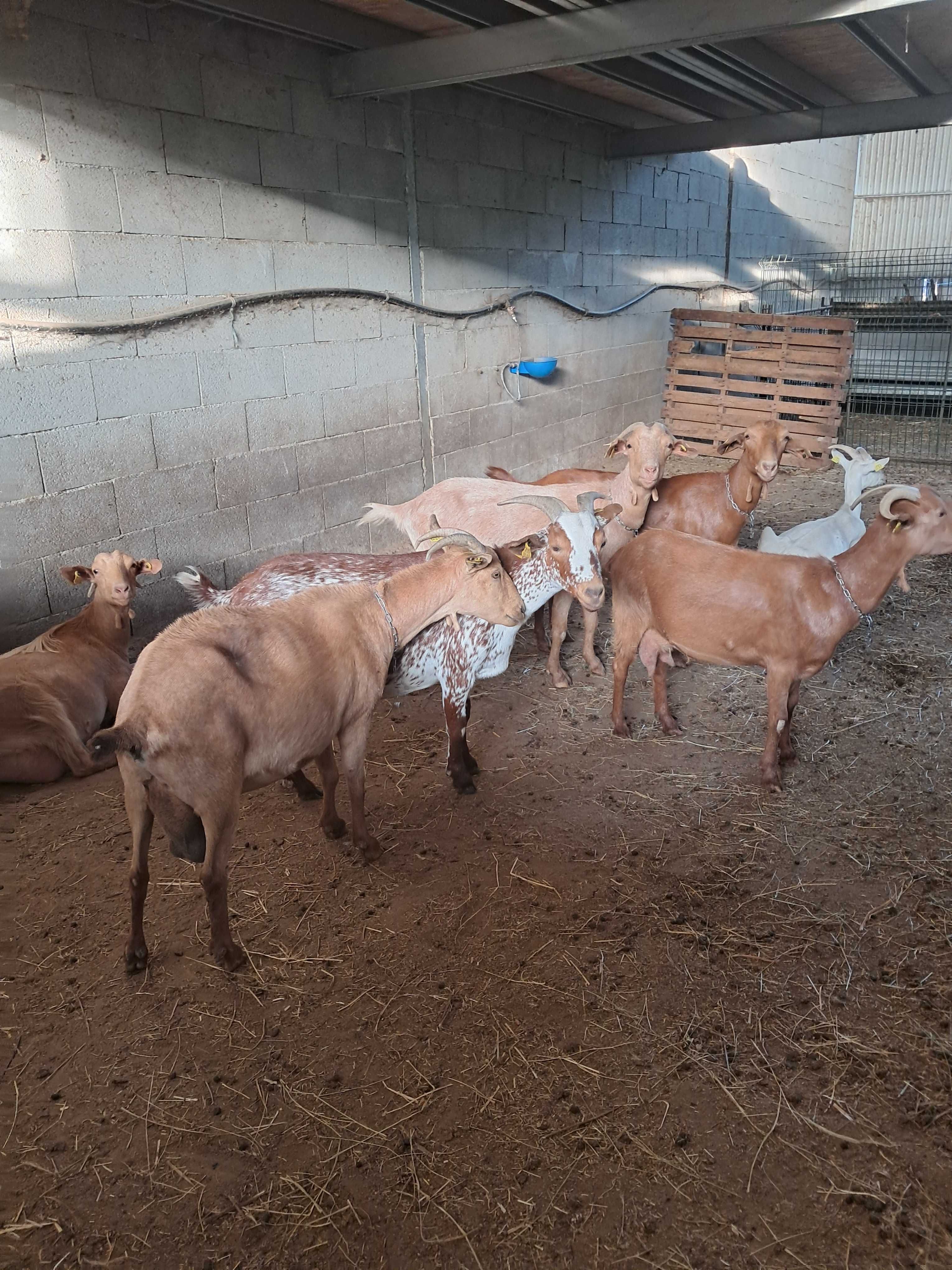 Venda de rebanho de cabras B4