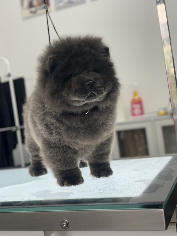 Chow chow sunia wybitna uroda !!