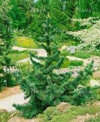 Sosna oścista  aristata 60-90 cm 5 l