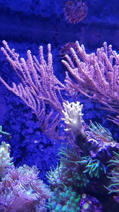 Pseudogorgonia akwarium morskie korale koralowce