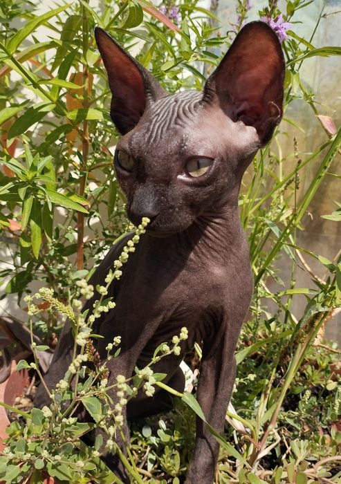 Канадские сфинксы,голубые эльфы