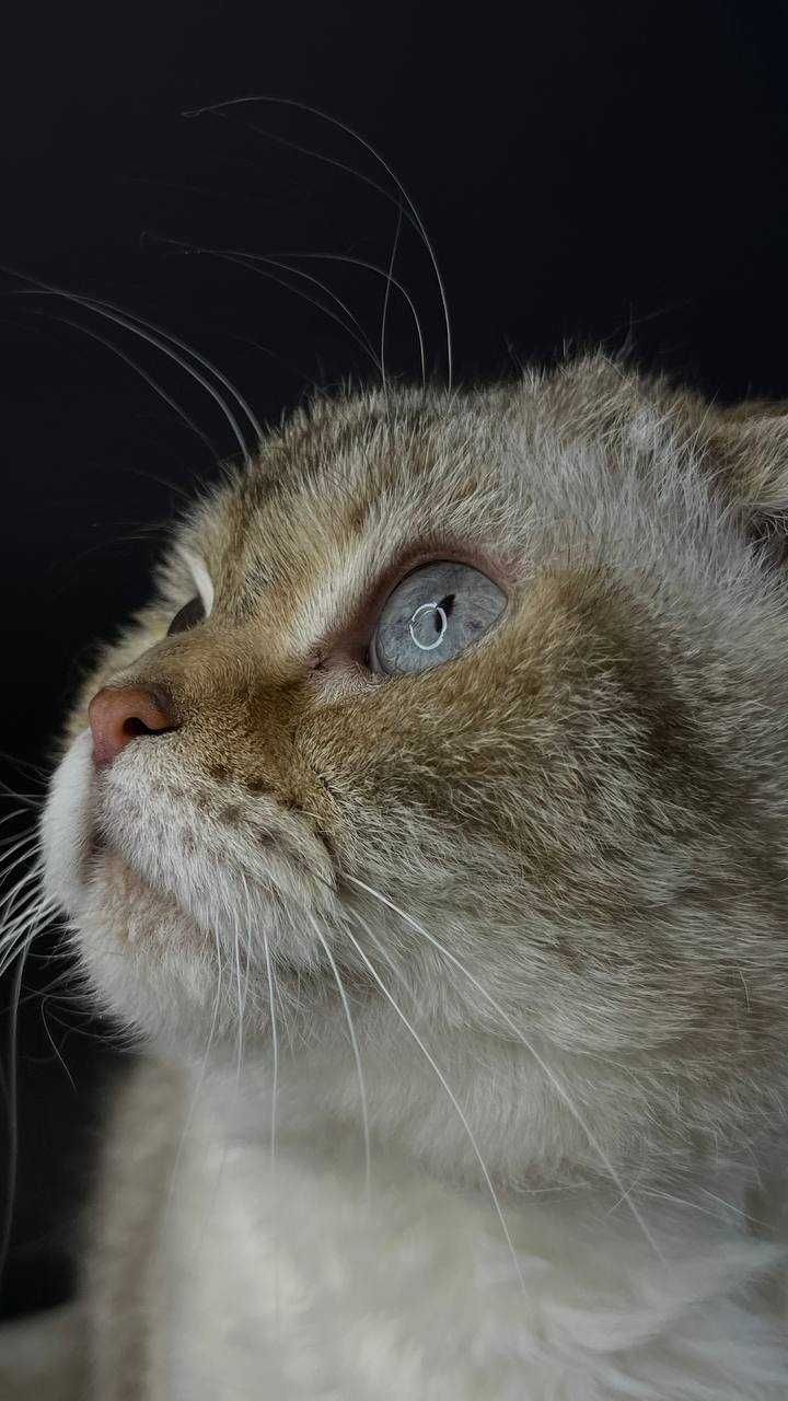 Кошечка Буся ищет дом