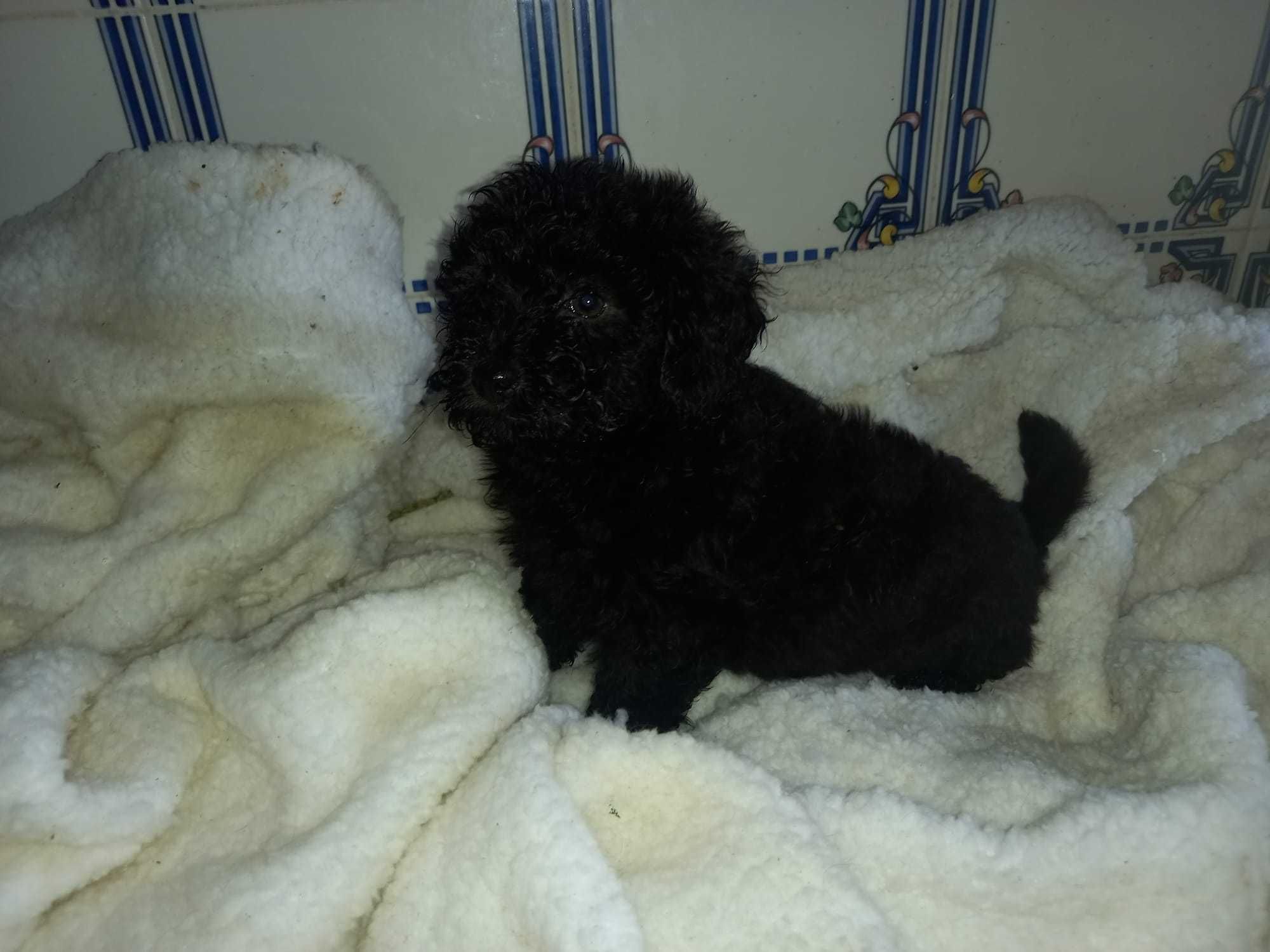 Magnífica femea Caniche Toy