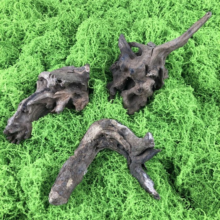 Korzeń driftwood – Korzeń tropikalny – Ozdoba do terrarium 6-13cm