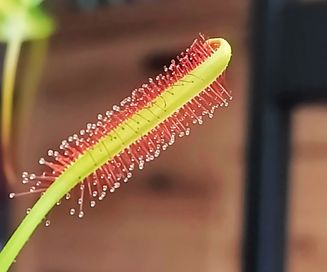 Owadożerna rosiczka na muszki - Drosera Capensis