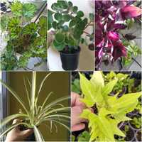 8 растений набор,выгодно для озеленения балкона,кафе, клумбы