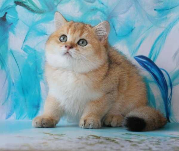 Шотландские и Британские Золотые котята с документами