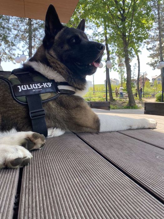 Вязка американська акіта