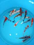 Carpas koi     .