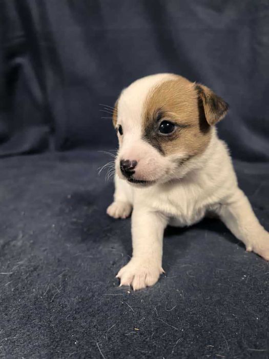 Jack Russell Terrier